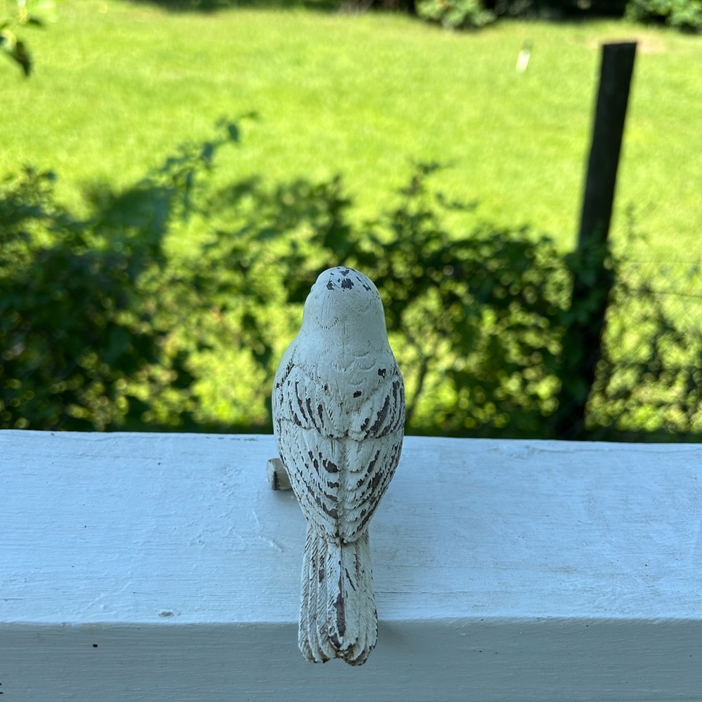 Bird - Picture 6 of 12